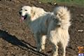 Great Pyrenees
